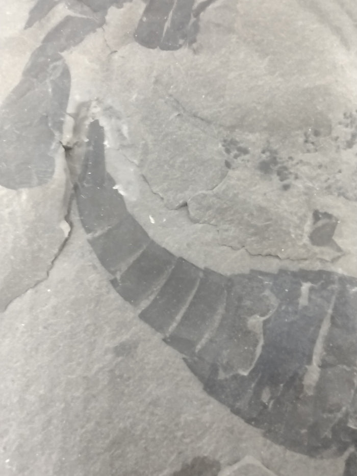 3.25" Eurypterus remipes with partial Eurypterud (Eurypterid, sea scorpoin)