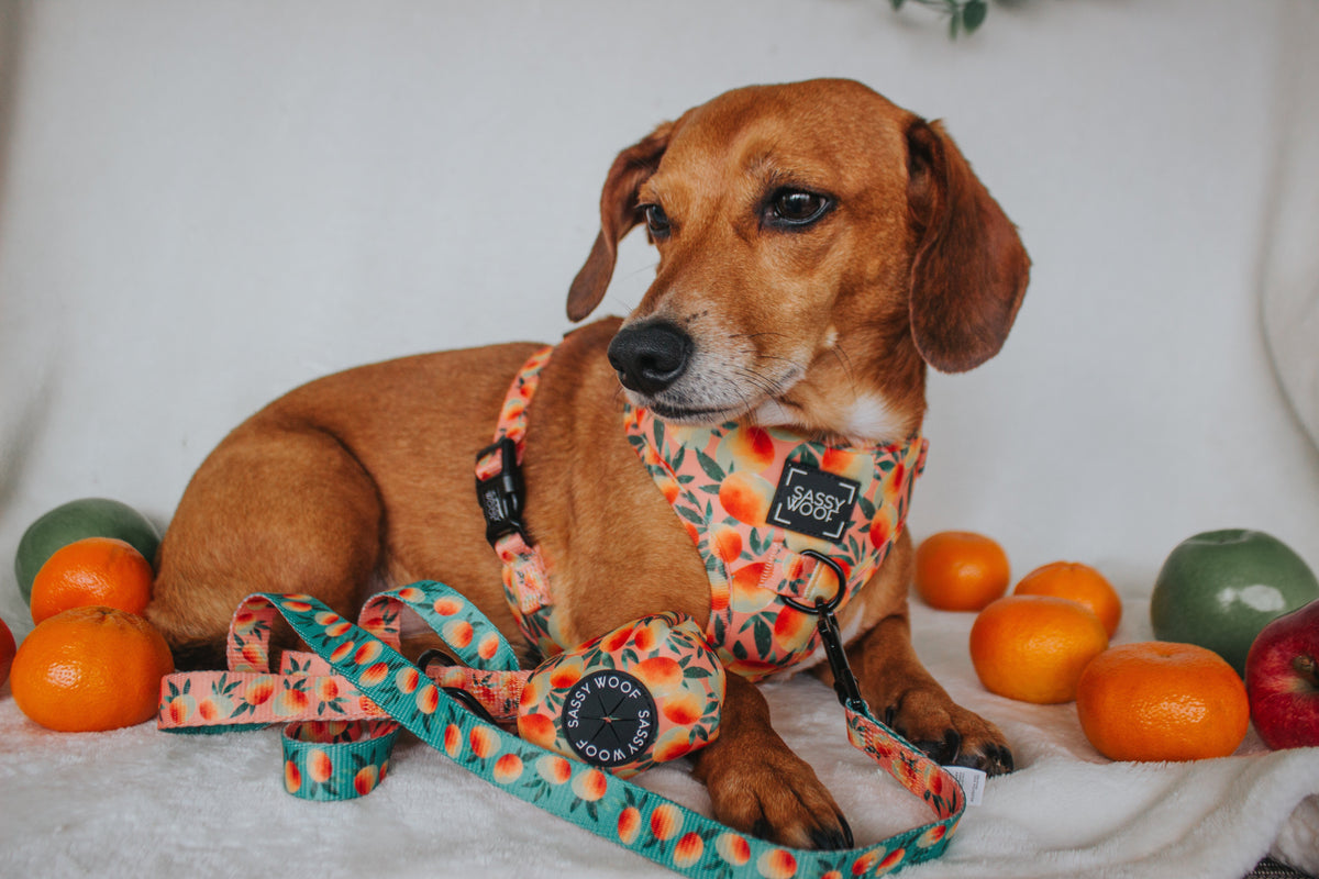 Dog Waste Bag Holder - Mango Tango