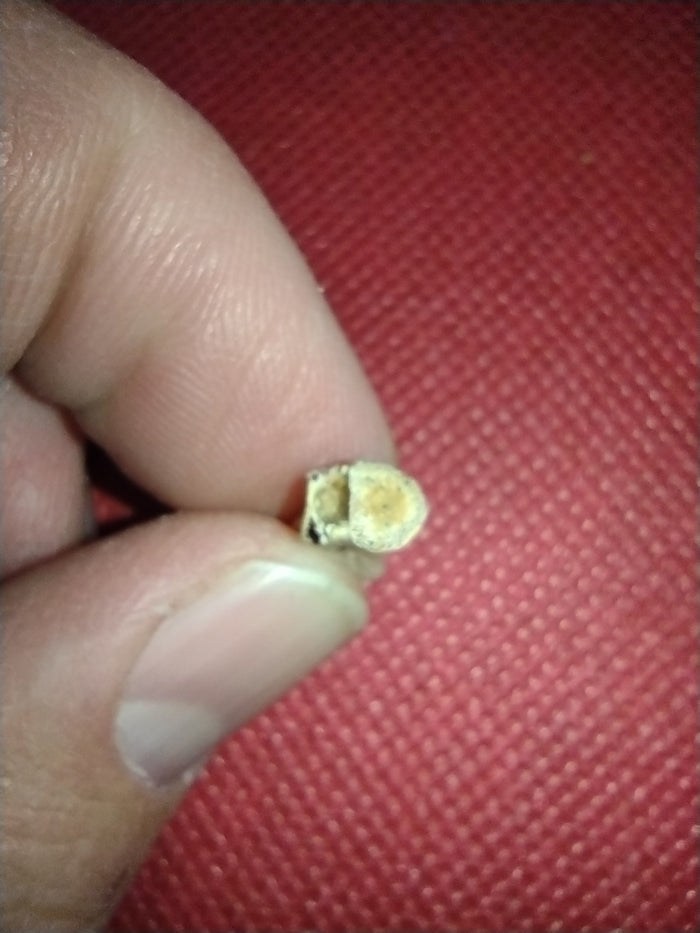 Abelisaur Tail Vertebrae, Kem Kem