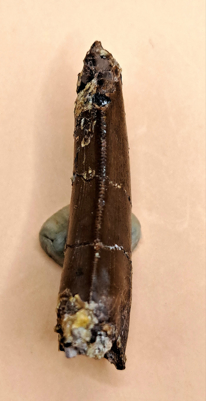 Allosaurus Tooth from the Morrison Formation