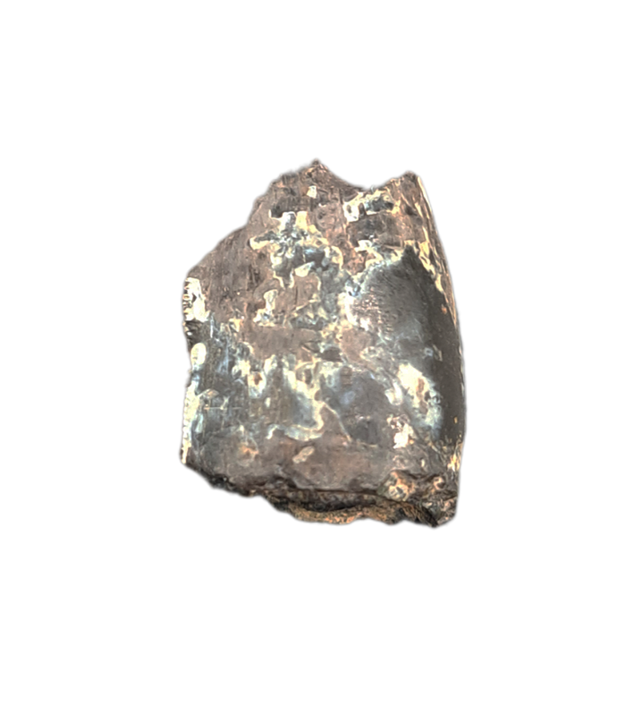 Allosaurus Tooth, Morrison Formation
