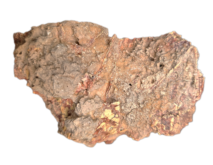 Archaeorherium (Hell Pig) Jaw Section with 3 Teeth, Brule Formation