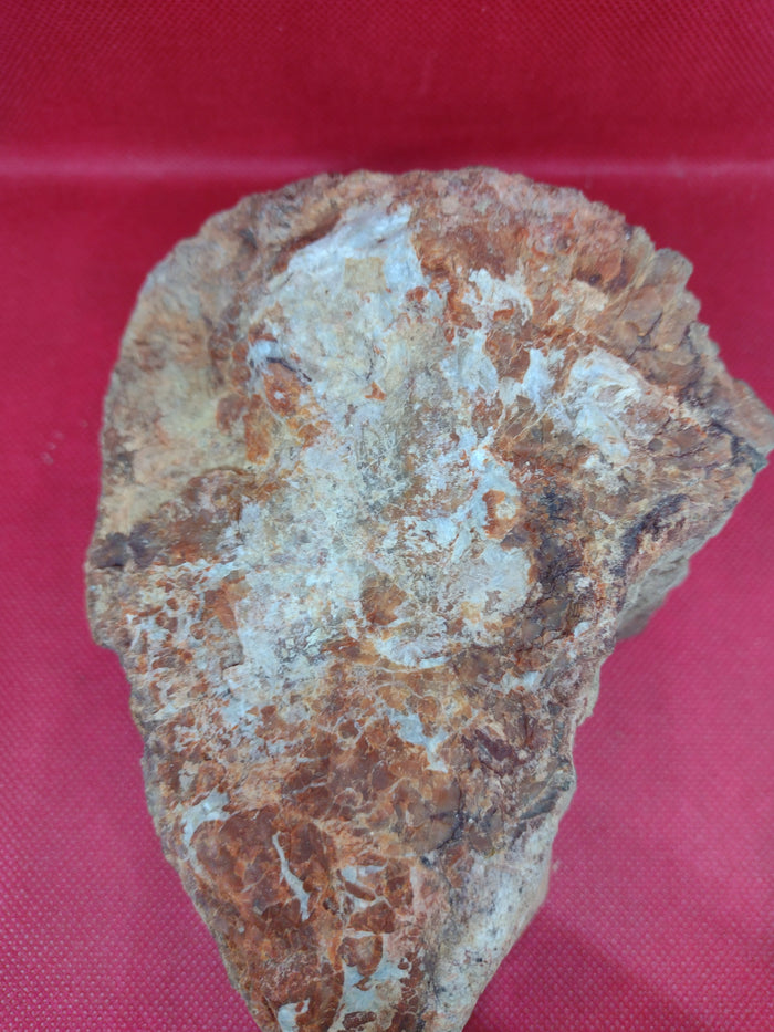Arizona Rainbow Petrified Wood
