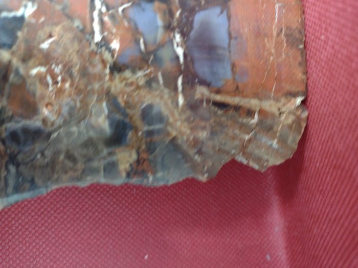 Arizona Rainbow Petrified Wood