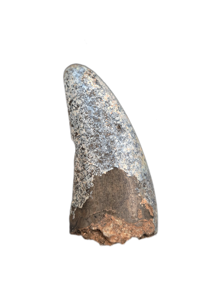 Ceratosaurid(?)Tooth, Mid Jurassic of Africa