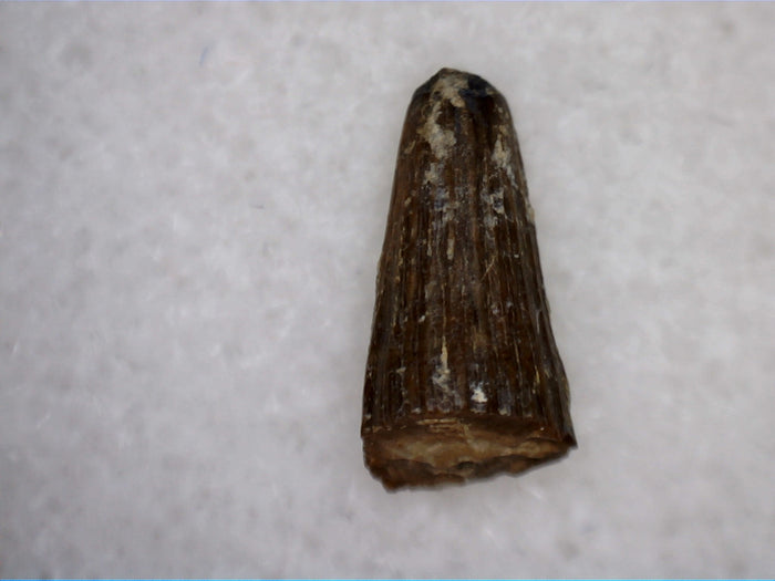 Crocodile Tooth, Ojo Alamo Formation