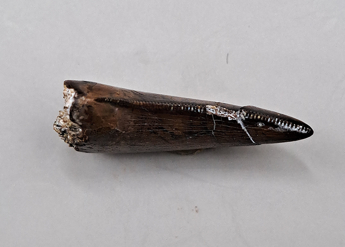 Dakotaraptor Tooth, Hell Creek Formation