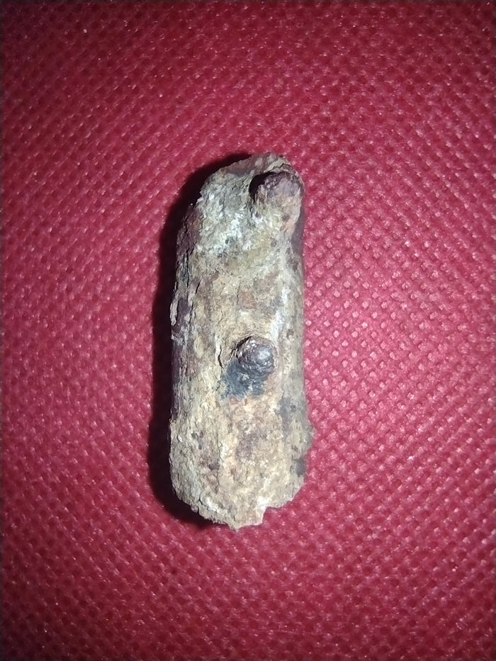 Edaphosaurus Sail Section, Permian