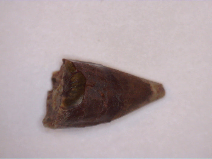 Eryops Tooth, Permian Texas Red Beds