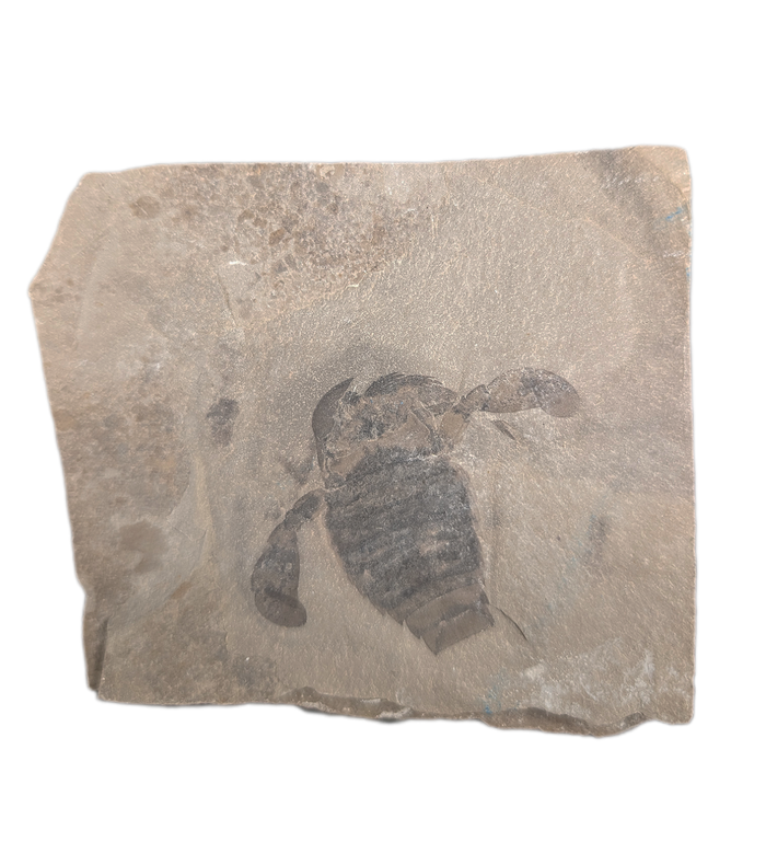 Eurypterus remipes (Eurypterid, sea scorpoin)