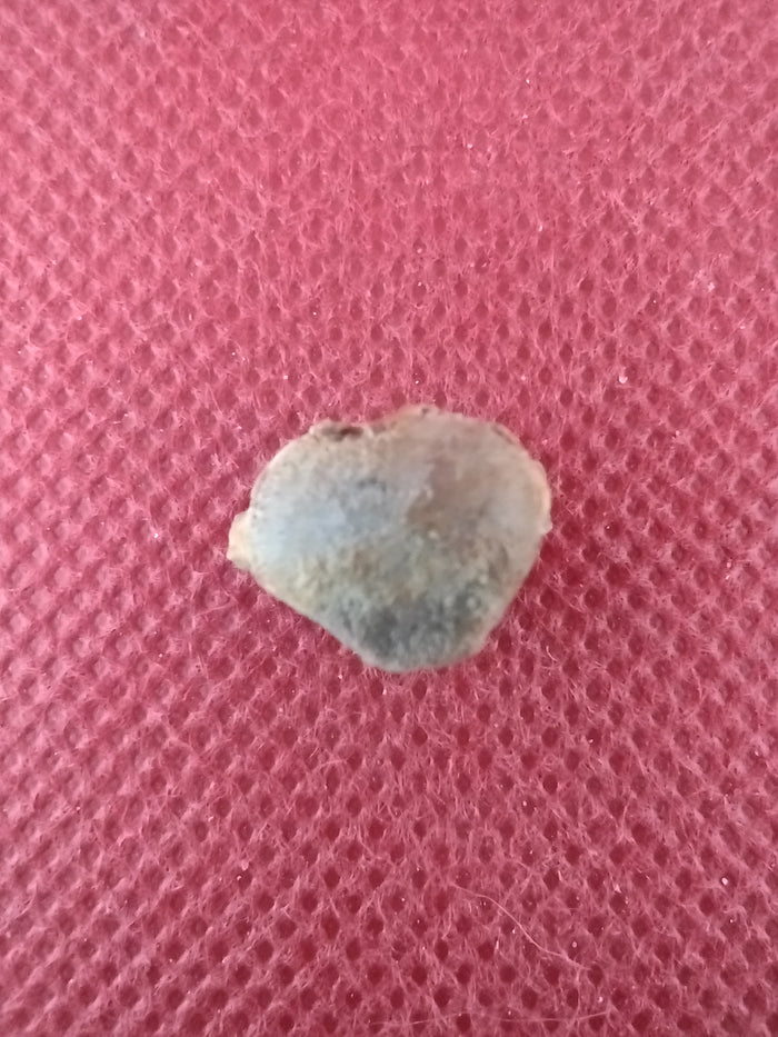 Gar Vertebrae from the Upper Aguja Formation.