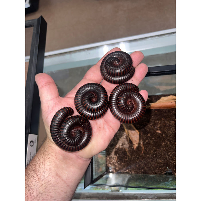 Giant African Millipede (Archispirostreptus gigas)