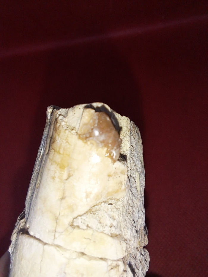 Giant Titanothere Canine Root, Brule Formation