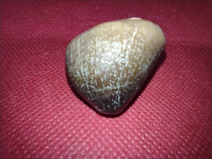 Globidens (Mosasaur) Tooth