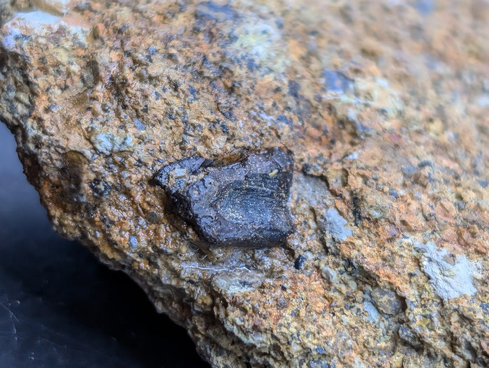 Hadrosaur (Likely Hypacrosaurus) Shed Tooth in Matrix