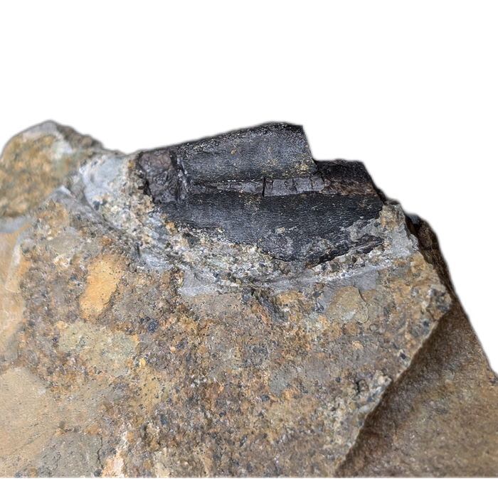 Hadrosaur (Likely Hypacrosaurus) Tooth, Two Medicine Formation
