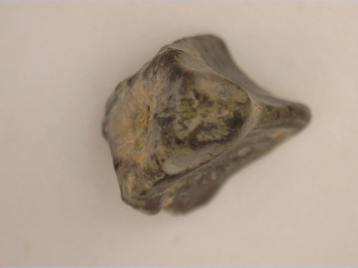 Hadrosaur Tooth, Aguja Formation, Texas