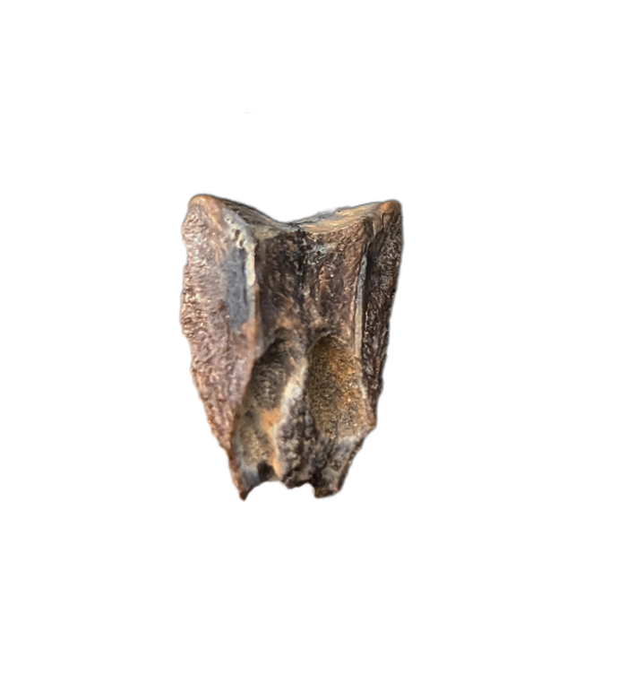 Hadrosaur Tooth, Judith River Formation