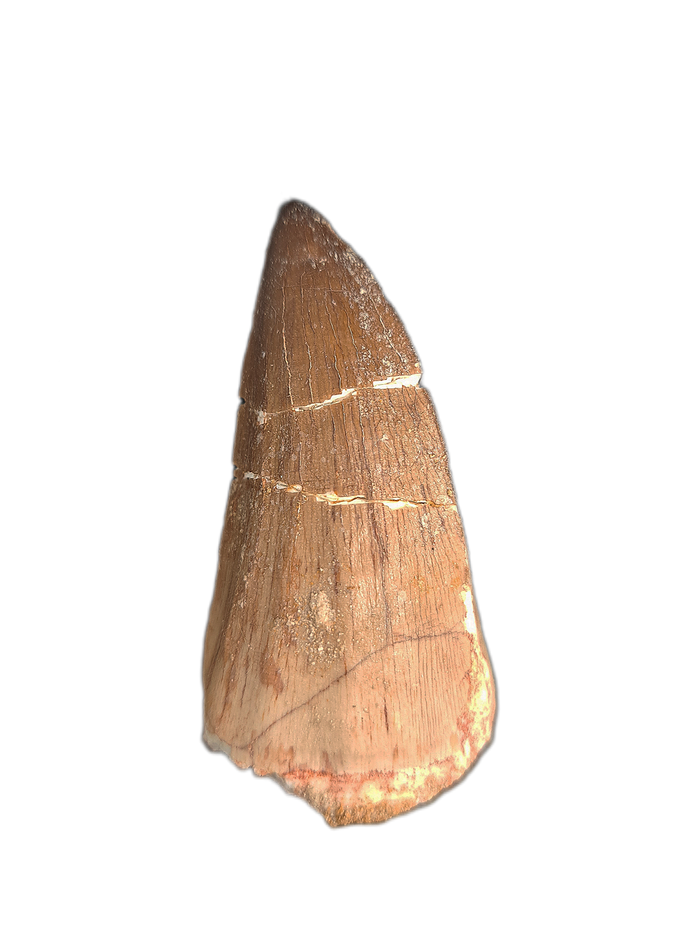 Hainosaurus Tooth, Morroco (Mosasaur)
