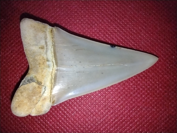 Hastalis Shark Tooth from Shark Tooth Hill, California