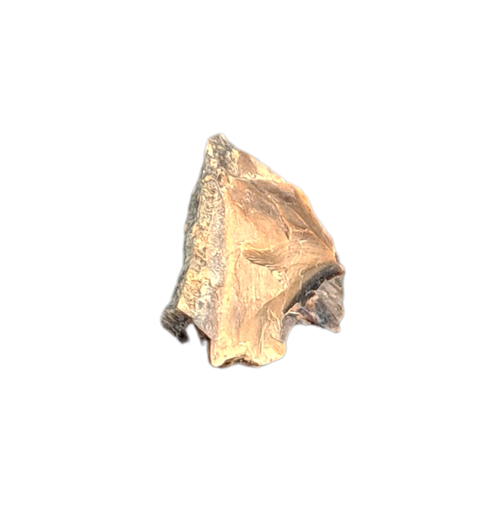 Homogalax (Basal Ungulate), Wasatch Formation, Utah