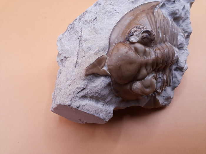 Huntonia Trilobite, Oklahoma