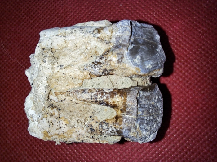 Hyracodon Upper Molars, Brule Formation