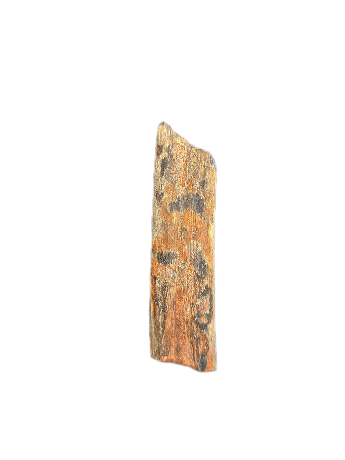 Ichthyosaur Rib Section, Oxford Clay, England