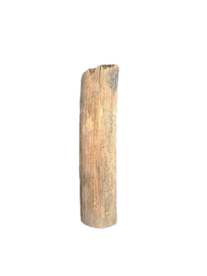 Ichthyosaur Rib Section, Oxford Clay, England