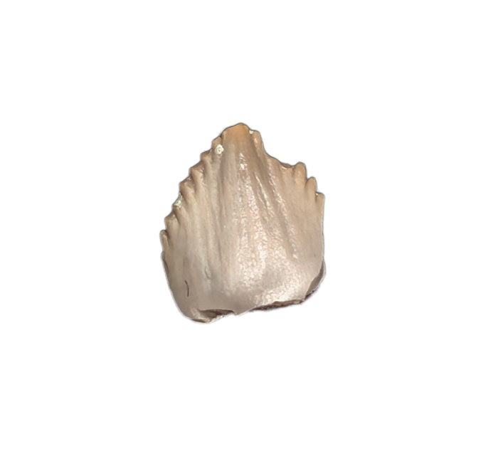 Kwanasaurus? (Dinosauromorph) Tooth, Chinle Formation, Arizona