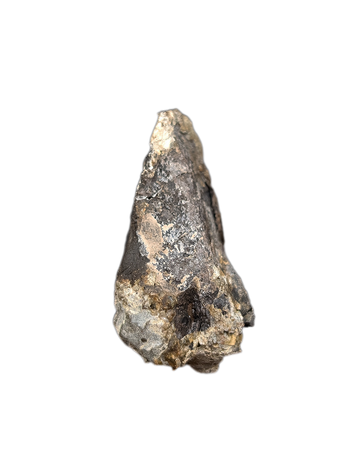 Large Hadrosaur (Likely Hypacrosaurus) Tooth, Two Medicine Formation