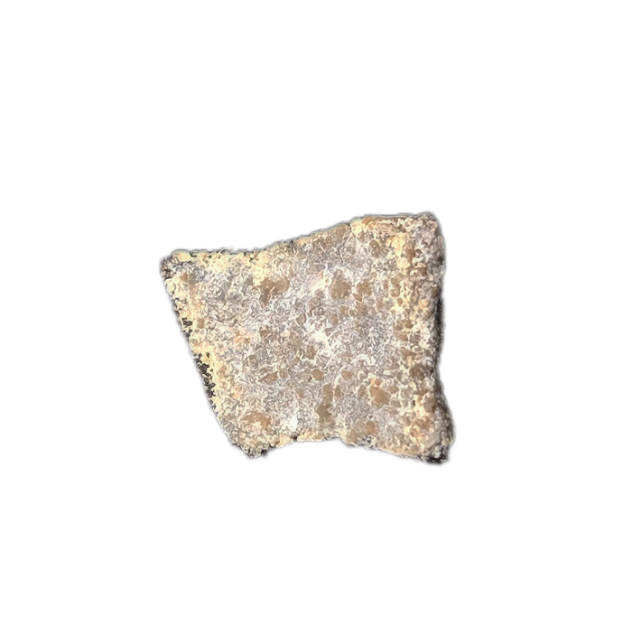 Maiasaura Eggshell Pieces, Two Medicine Formation