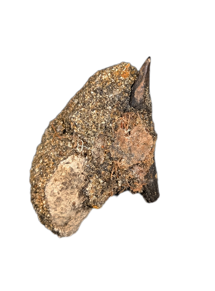 Mammal Canine, Hell Creek Formation