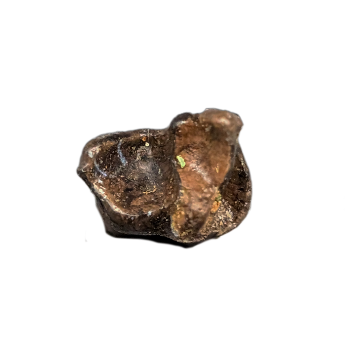 Mammal Tooth(Molar), Hell Creek Formation