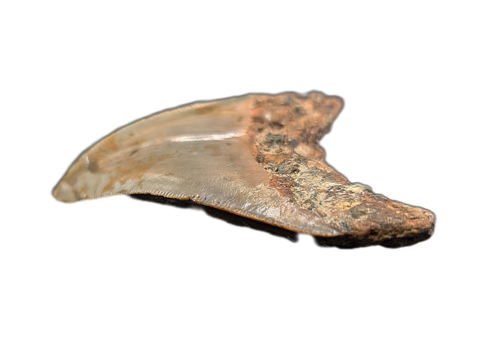 Megalodon Tooth