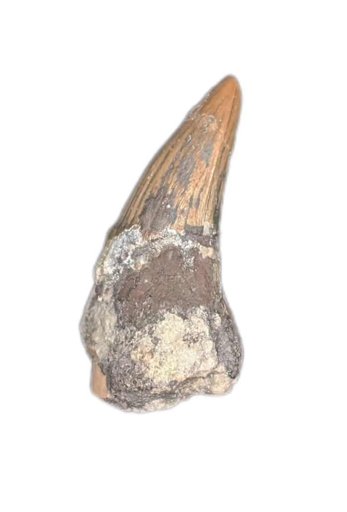Metoposaur (Anaschisma) Tooth, Chinle Formation