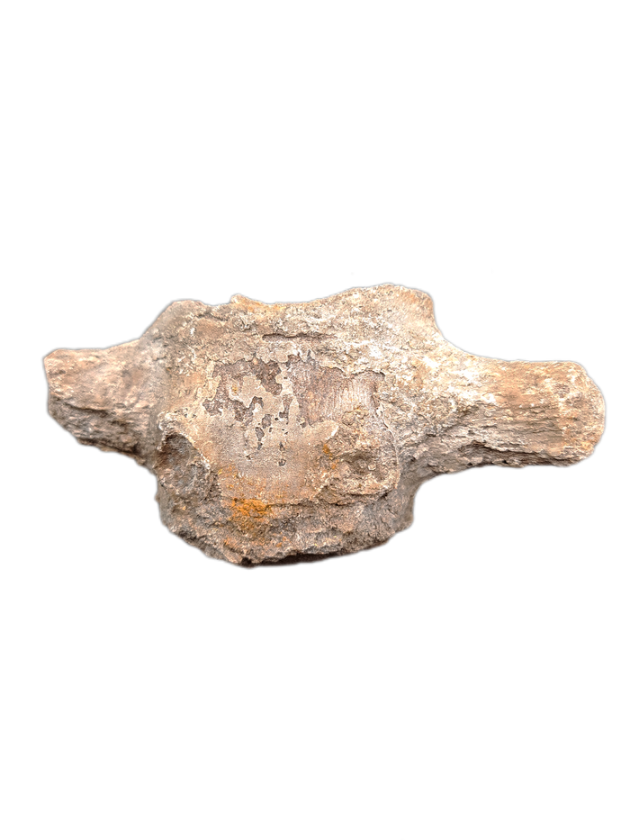 Mosasaur Vertebrae, Pierre Shale