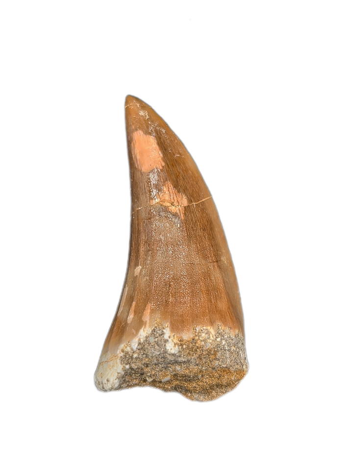 Mosasaurus Tooth