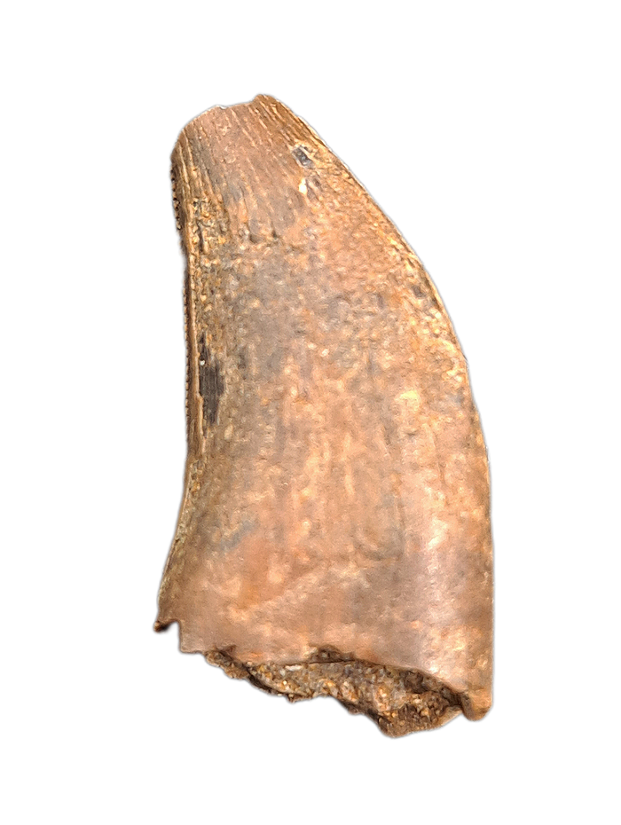 Nanotyrannus Tooth, Hell Creek Formation.