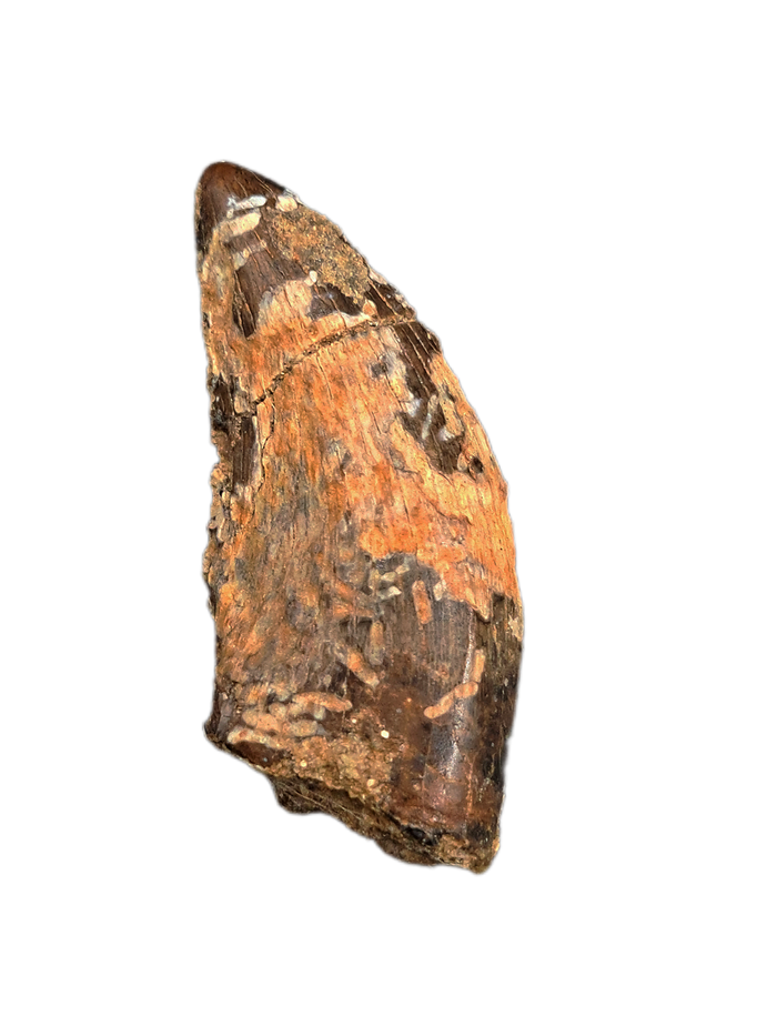 Nanotyrannus Tooth, Lance Formation.