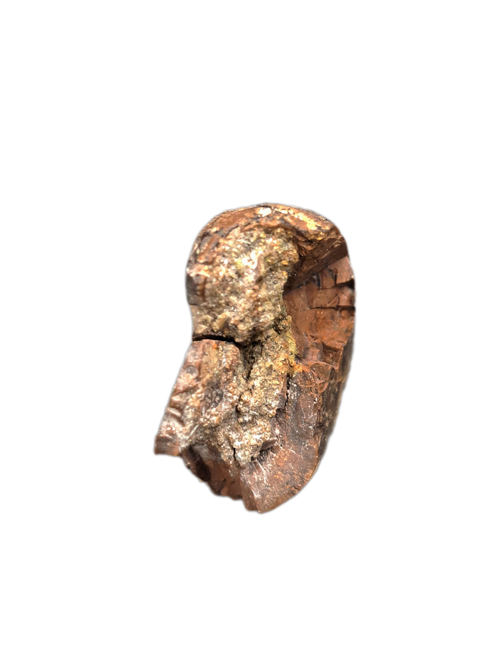 Nanotyrannus Tooth, Lance Formation.