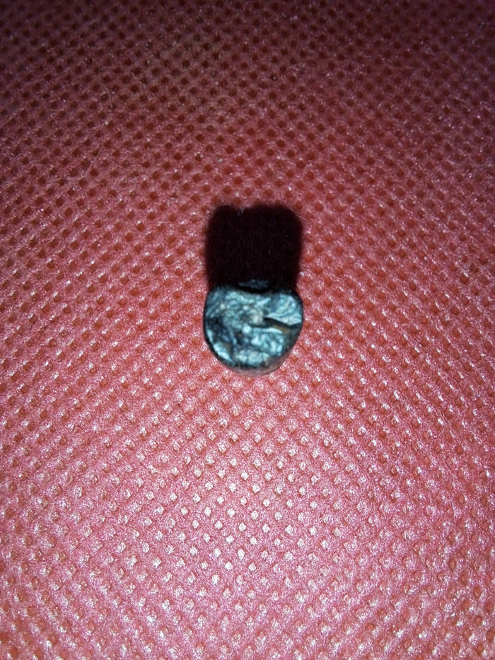Nigersaurus Tooth, Sauropod
