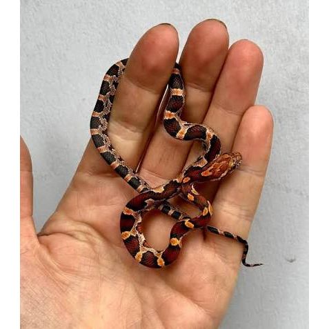 Okeetee Corn Snake