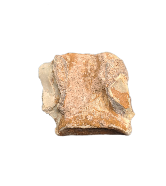 Oreodont Vertebrae