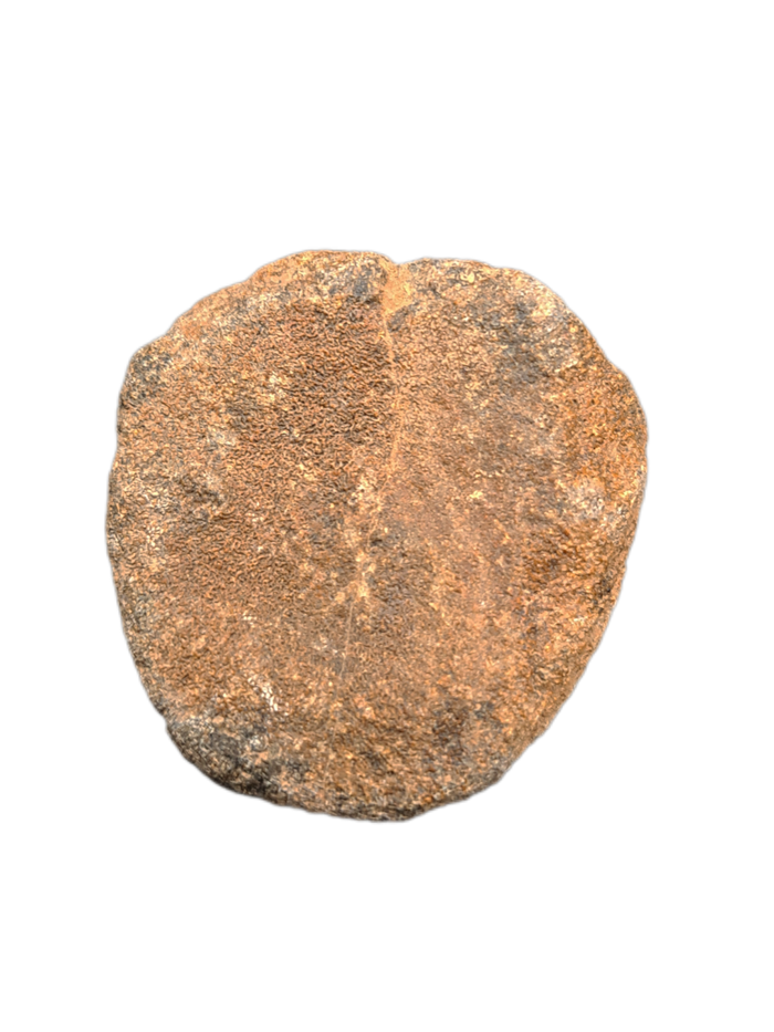 Ouranosaurus Vertebrae