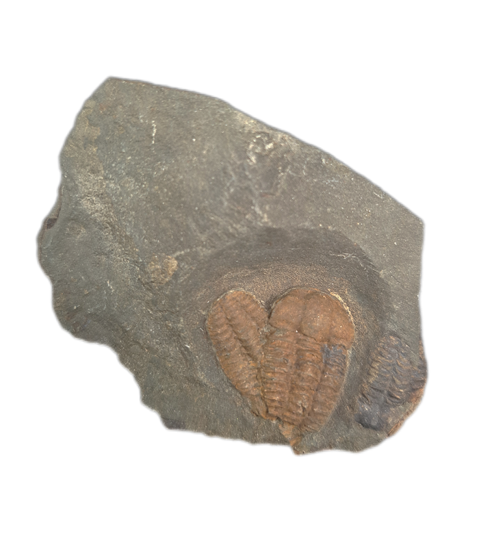 Pair of Ellipsocephalus (trilobite), Czech Republic