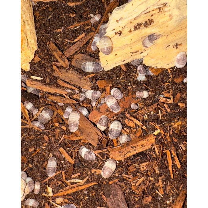 Panda King Isopods (10ct) (Cubaris sp.)