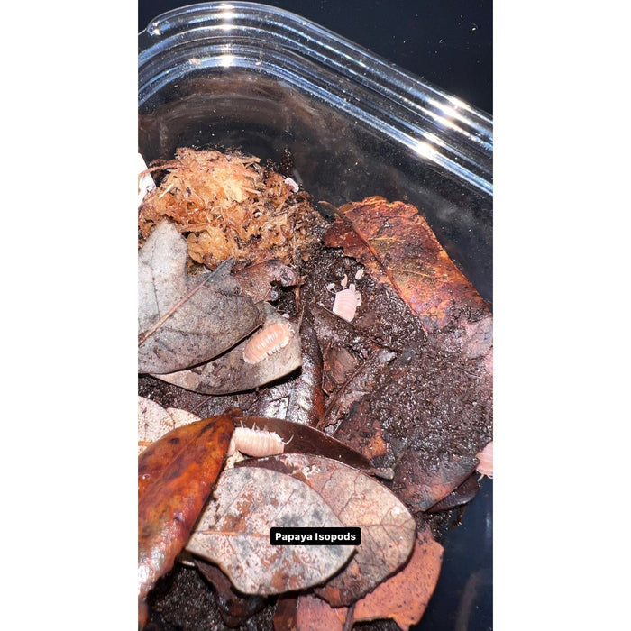 Papaya Isopod (10ct) (Cubaris murina)
