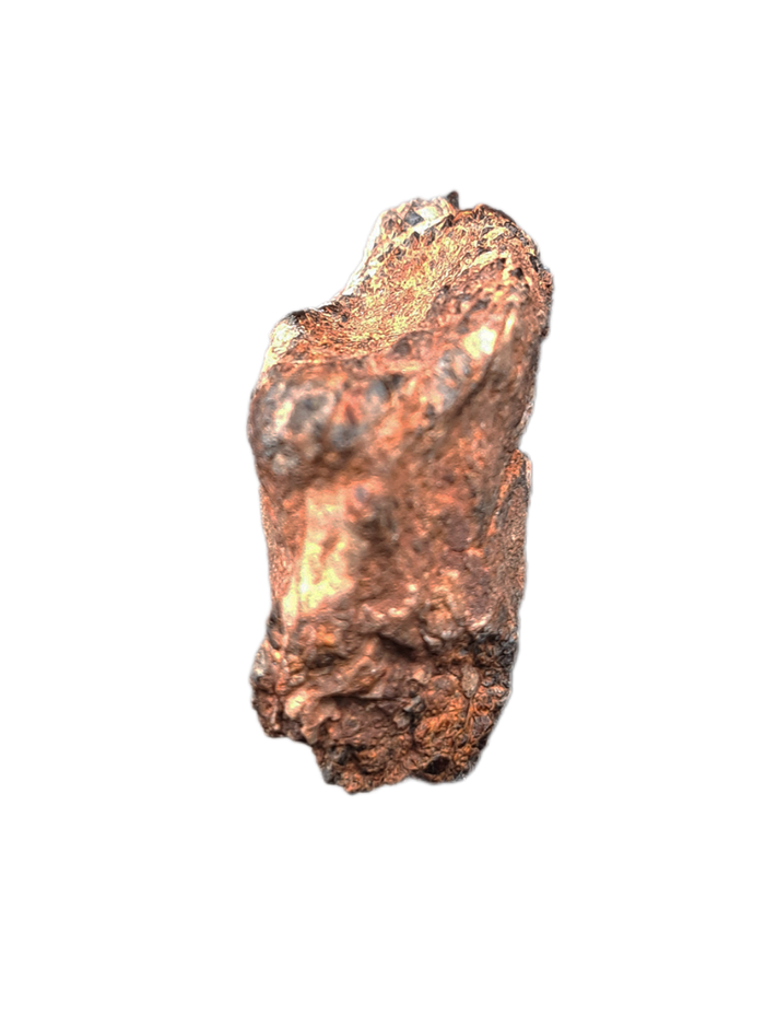 Partial Dinosaur Claw, Early Cretaceous, Laos