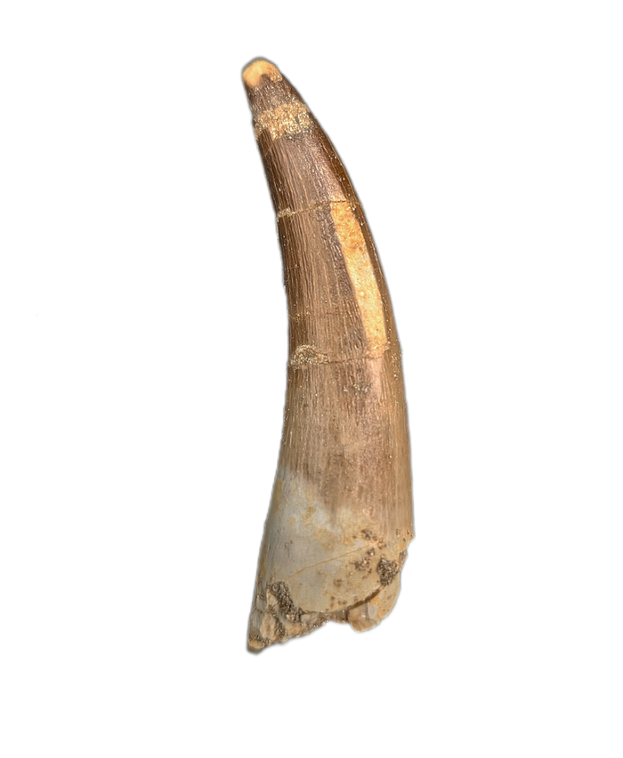 Plesiosaur (Zarafasaura) Tooth